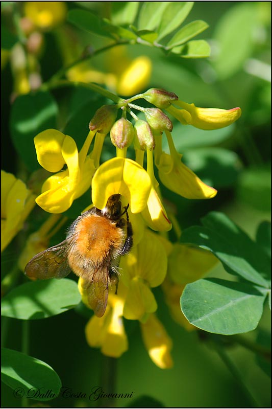 Bombus pascuorum (Apidae)